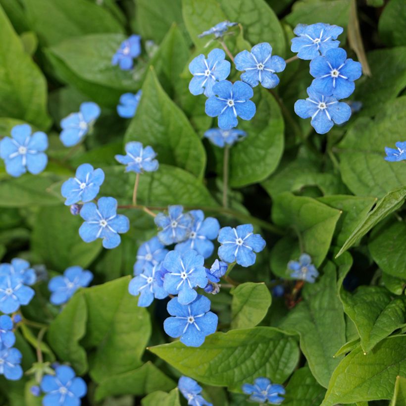 Omphalodes verna - Amerikaans vergeet-mij-nietje (Bloei)