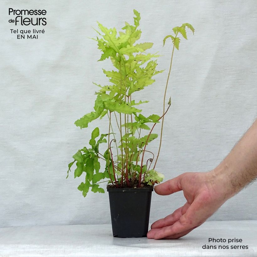 Exemplaar van Onoclea sensibilis - Bolletjesvaren Kweekpotje van 8/9 cm zoals geleverd in de lente