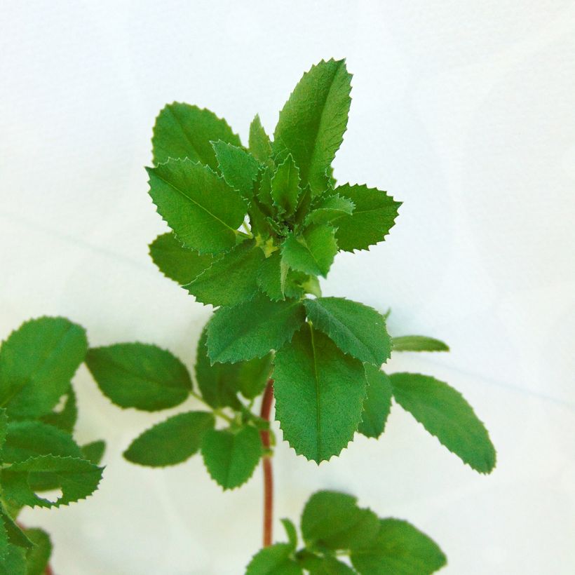 Ononis spinosa - Kattendoorn (Blad)