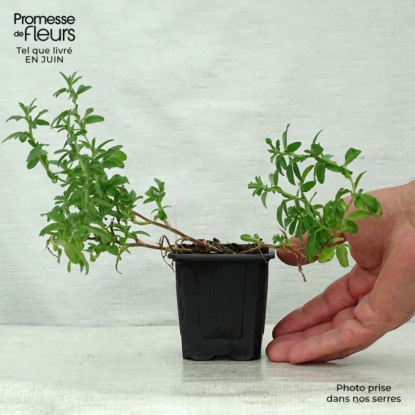 Exemplaar van Ononis spinosa - Kattendoorn Kweekpotje van 8/9 cm zoals geleverd in de zomer