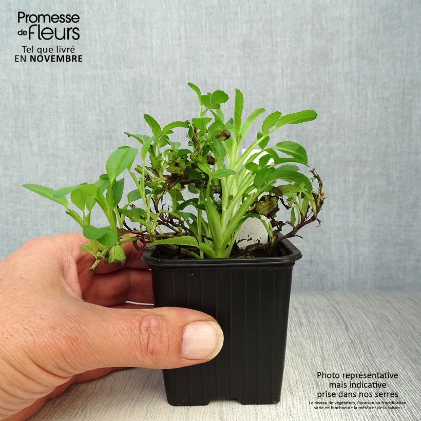Exemplaar van Ononis spinosa - Kattendoorn Kweekpotje van 8/9 cm zoals geleverd in de herfst
