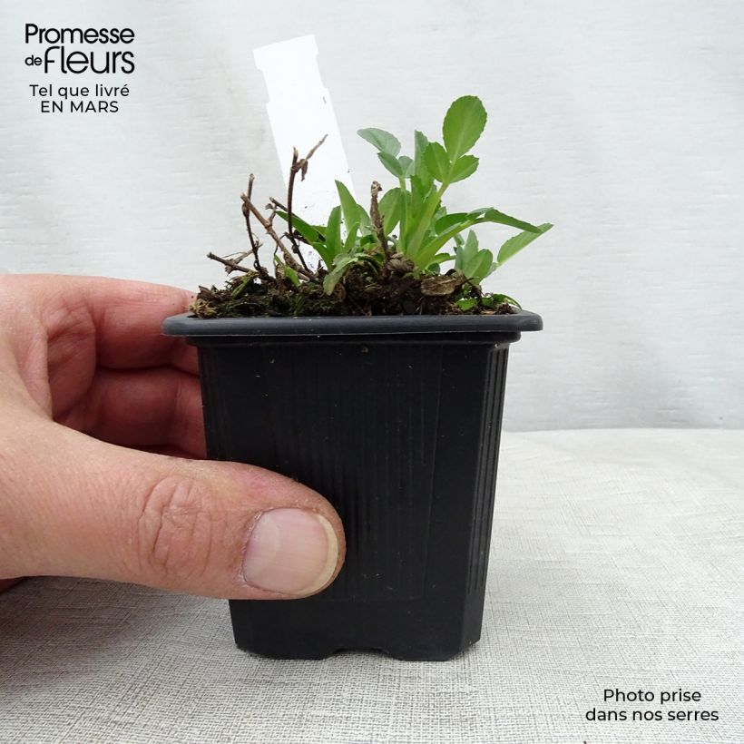 Exemplaar van Ononis spinosa - Kattendoorn Kweekpotje van 8/9 cm zoals geleverd in de lente