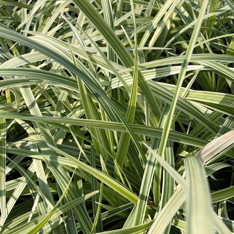 Ophiopogon jaburan Albo Variegata - Slangenbaard (Blad)