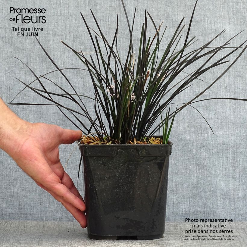 Exemplaar van Ophiopogon Hosoba Kokuryu - Slangenbaard Pot van 2 l/3 l zoals geleverd in de zomer