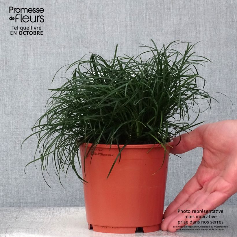 Exemplaar van Ophiopogon chingii - Chinese slangenbaard Pot van 1 l/1,5 l zoals geleverd in de herfst