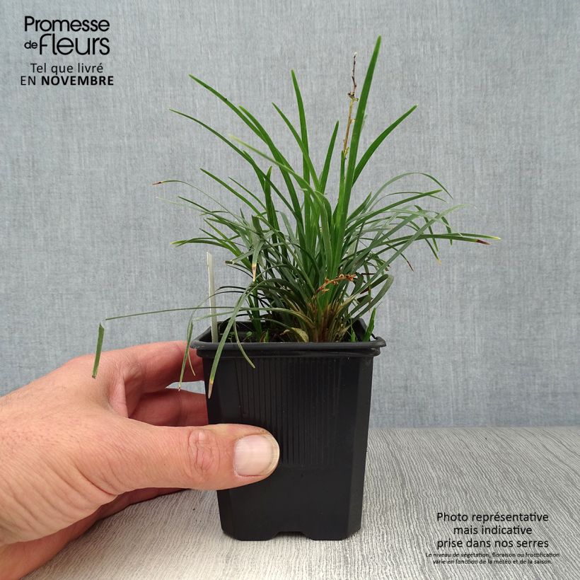 Exemplaar van Ophiopogon japonicus Minor Kweekpotje van 8/9 cm zoals geleverd in de herfst