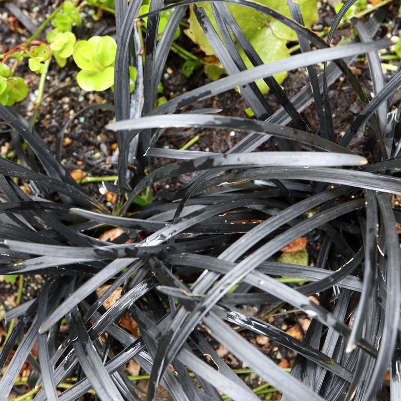 Ophiopogon planiscapus Black Dragon - Slangenbaard (Blad)