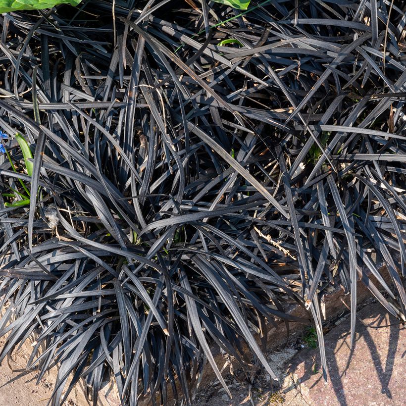 Ophiopogon planiscapus Black Dragon - Slangenbaard (Groeiplaats)
