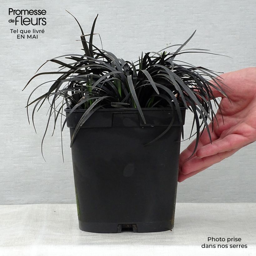 Example of Ophiopogon planiscapus Nigrescens - Slangenbaard Pot van 2 l/3 l as you get in printemps