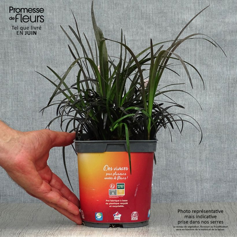 Exemplaar van Ophiopogon planiscapus Nigrescens - Slangenbaard Pot van 2 l/3 l zoals geleverd in de zomer