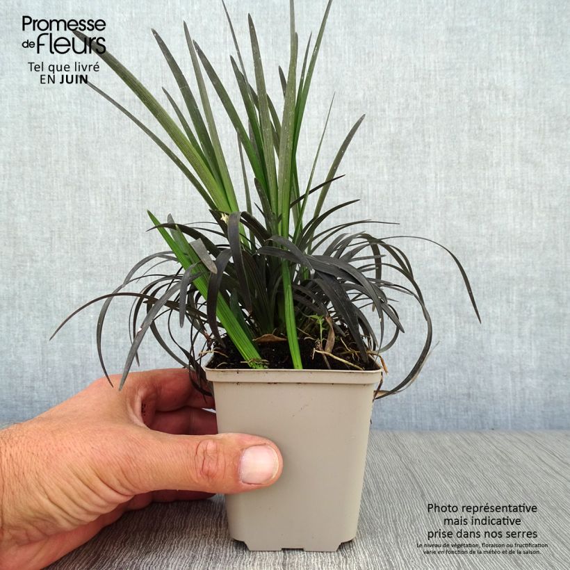 Exemplaar van Ophiopogon planiscapus Nigrescens - Slangenbaard Kweekpotje van 8/9 cm zoals geleverd in de zomer