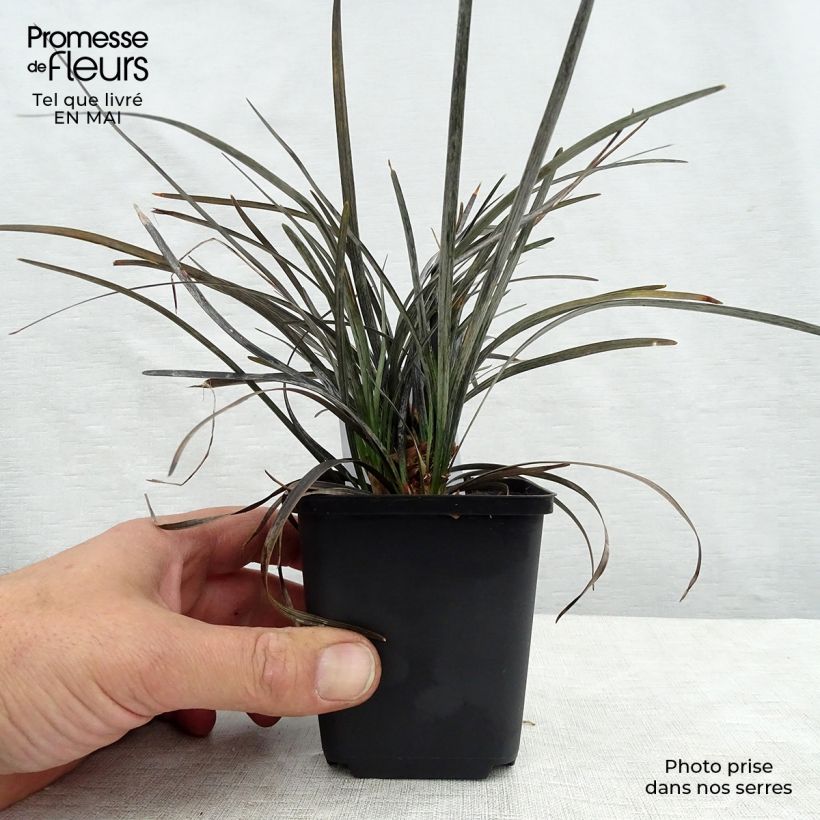 Example of Ophiopogon planiscapus Nigrescens - Slangenbaard Kweekpotje van 8/9 cm as you get in printemps