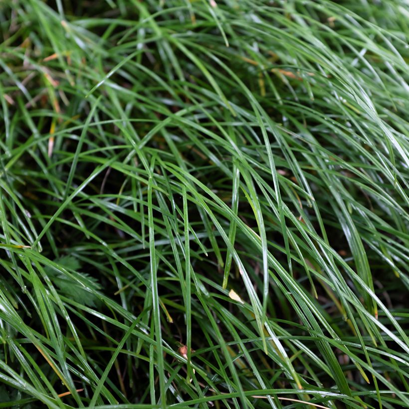 Ophiopogon planiscapus Olivaceus - Slangenbaard (Blad)