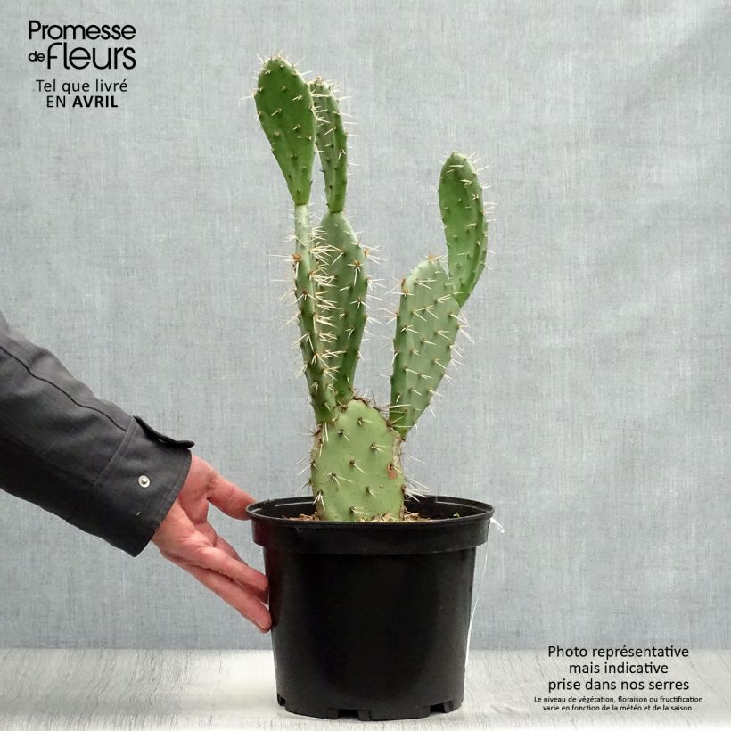 Exemplaar van Opuntia Alta - Schijfcactus Pot van 4 l/5 l zoals geleverd in de lente