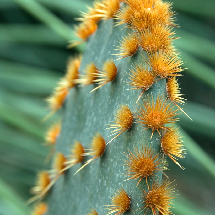 Opuntia aciculata - Schijfcactus (Blad)