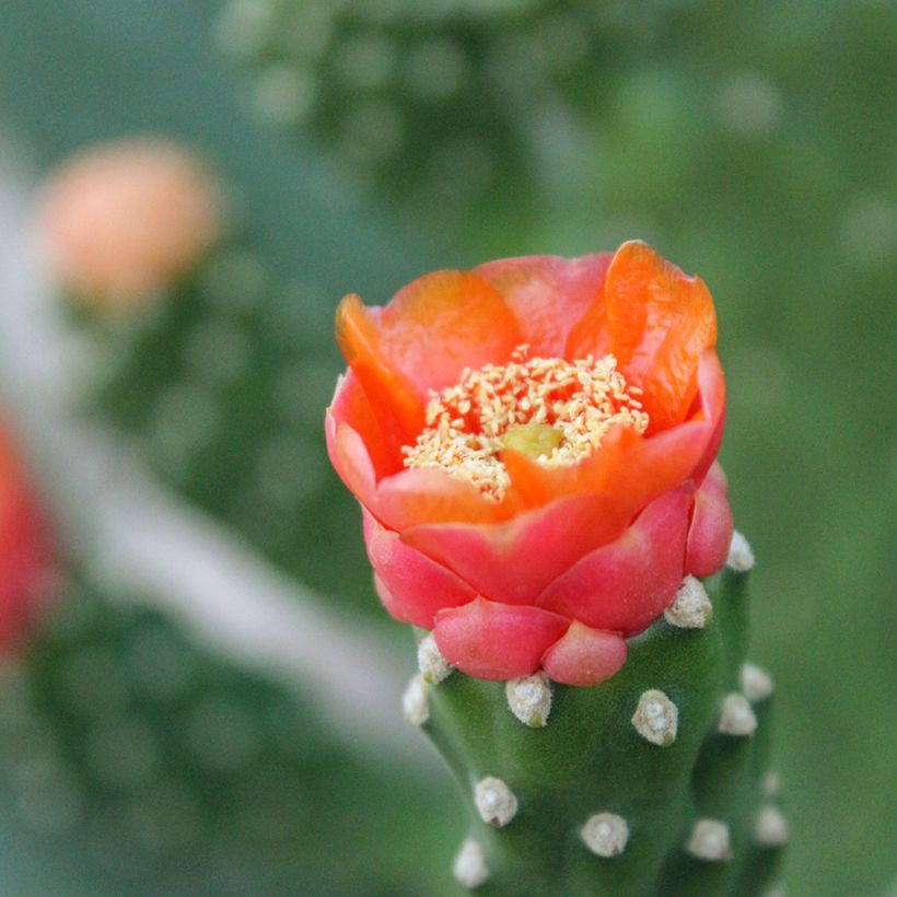 Opuntia aciculata - Schijfcactus (Bloei)