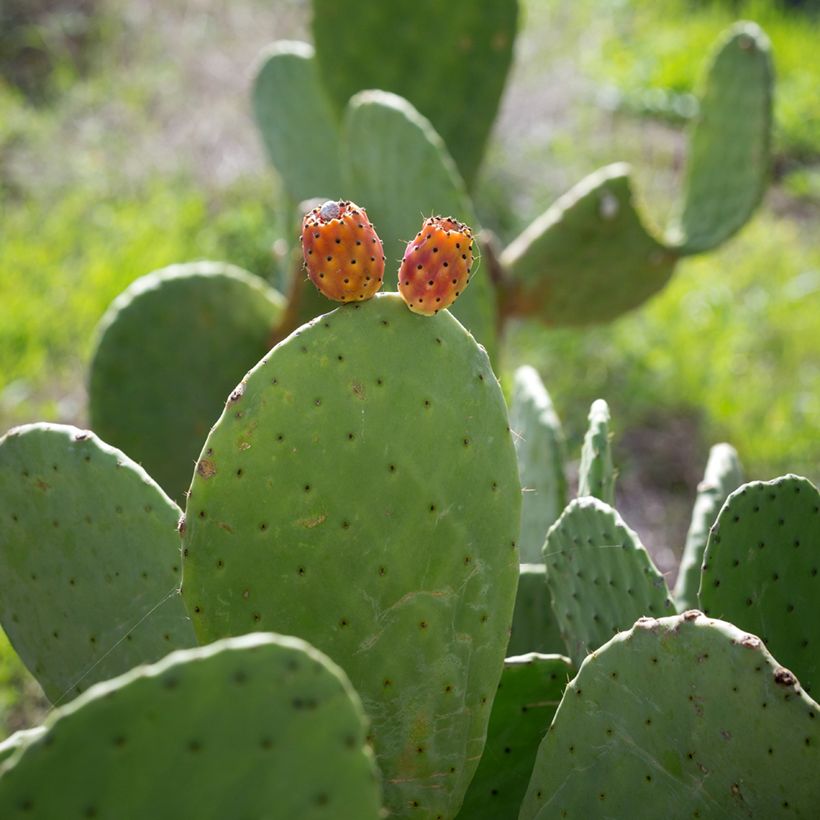 Opuntia aciculata - Schijfcactus (Oogst)