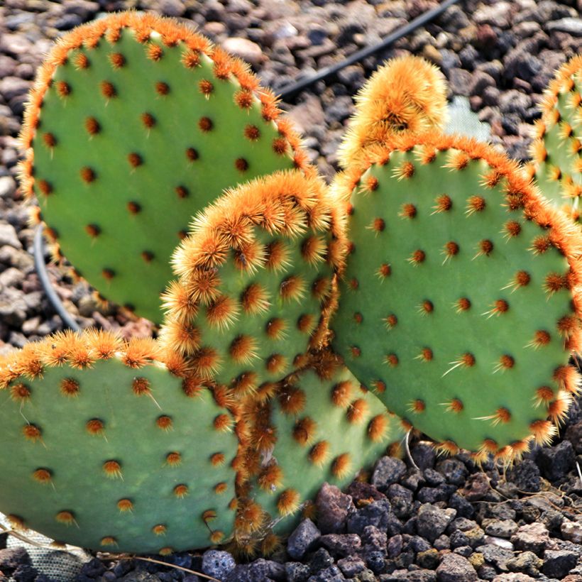 Opuntia aciculata - Schijfcactus (Groeiplaats)