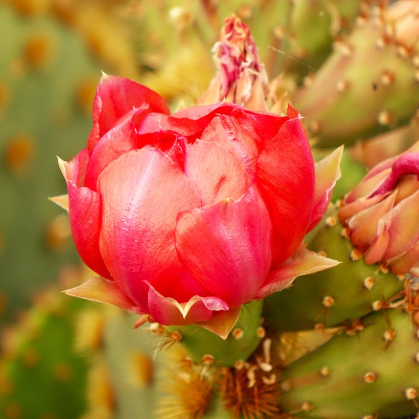 Opuntia aciculata - Schijfcactus (Bloei)
