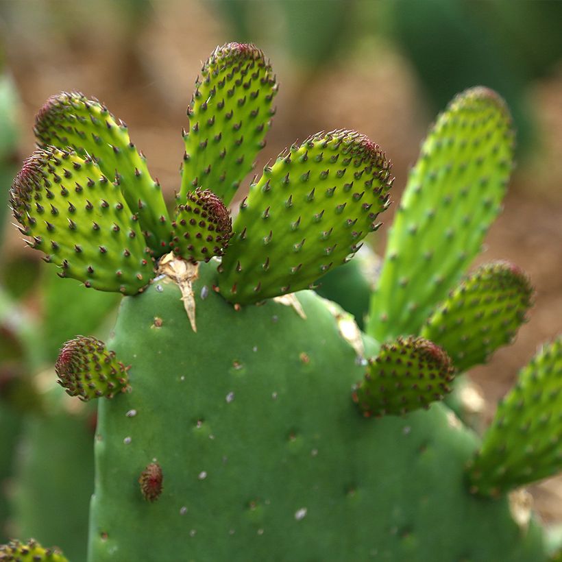 Opuntia Alta - Schijfcactus (Blad)