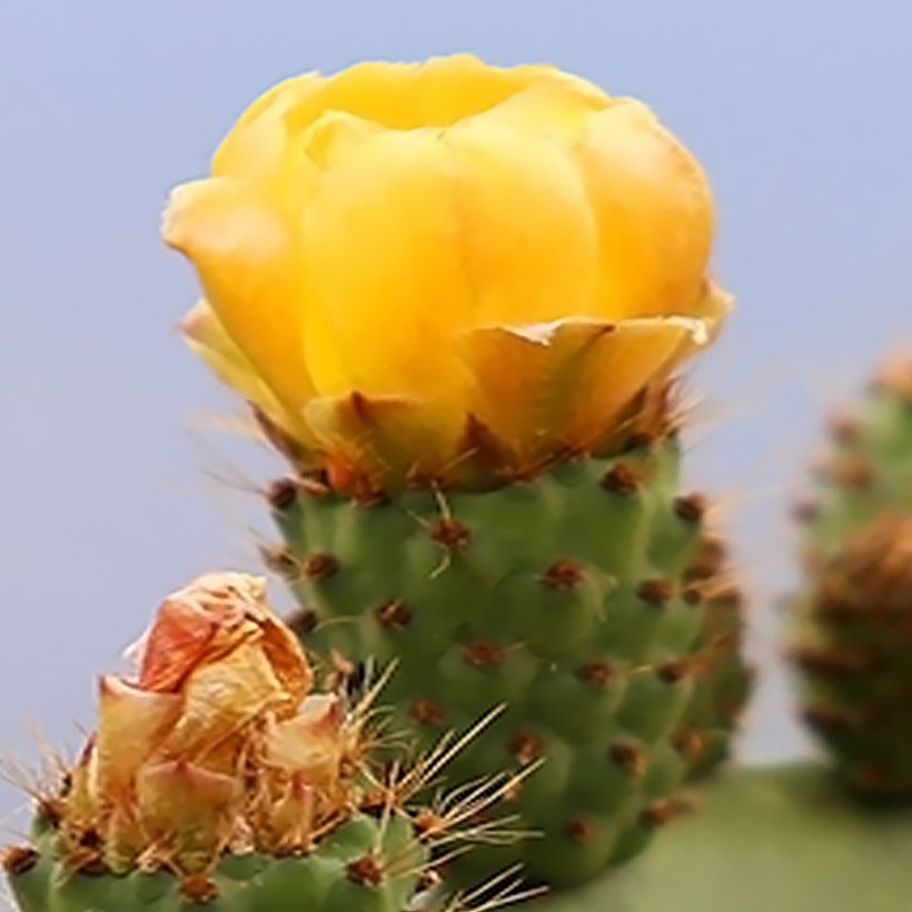 Opuntia Alta - Schijfcactus (Bloei)