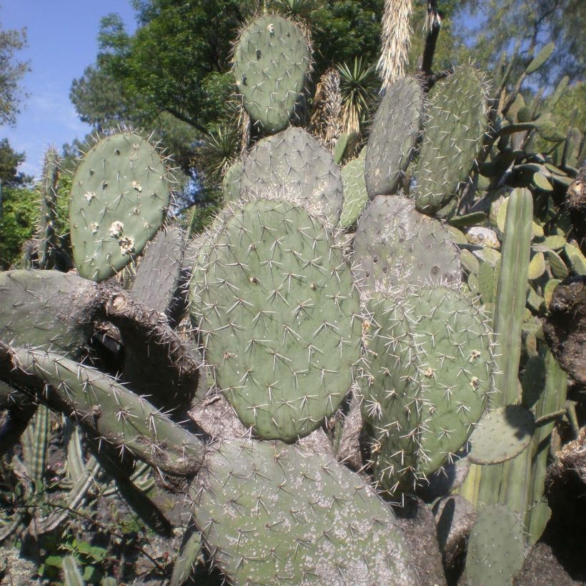 Opuntia atrispina - Schijfcactus (Blad)