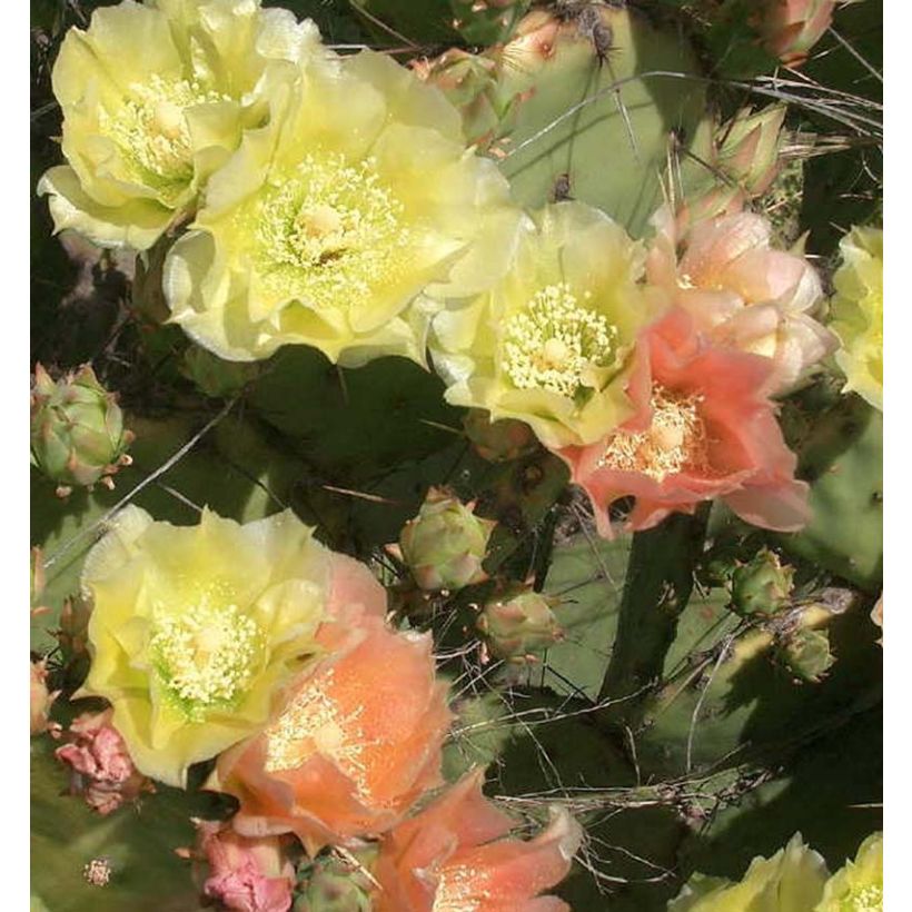 Opuntia atrispina - Schijfcactus (Bloei)