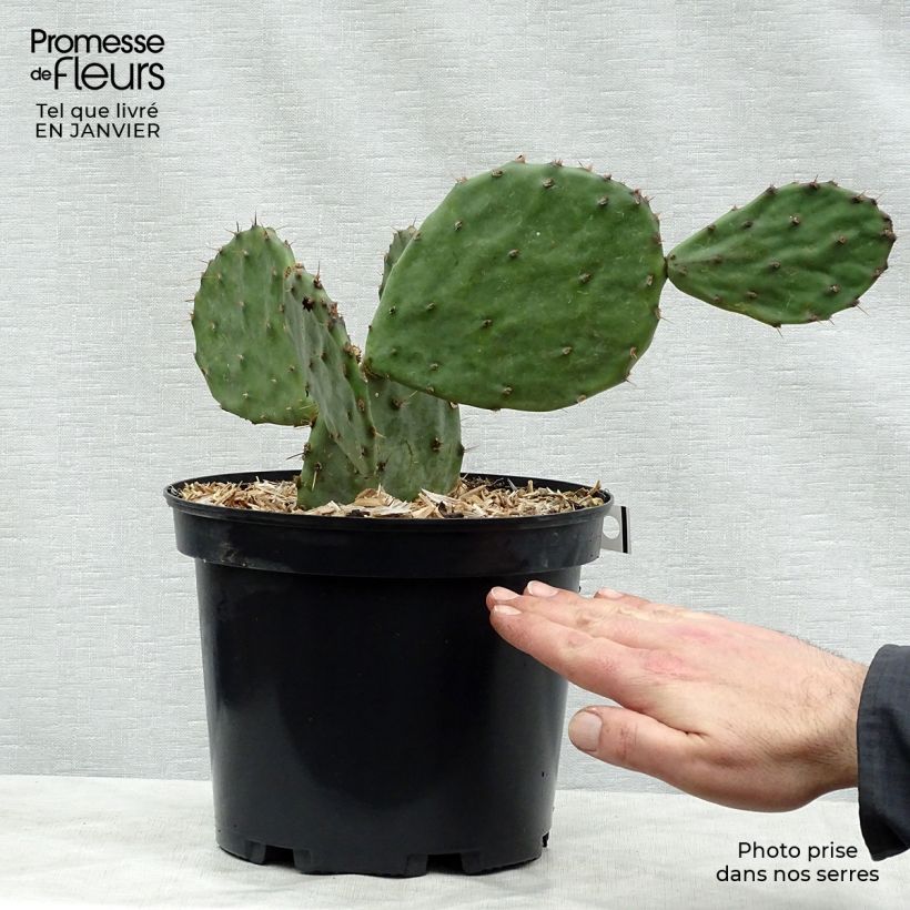 Exemplaar van Opuntia atrispina - Schijfcactus Pot van 4 l/5 l zoals geleverd in de winter