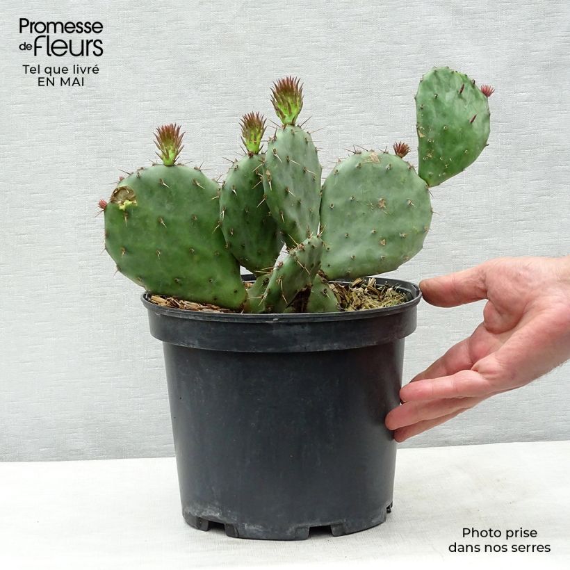 Exemplaar van Opuntia atrispina - Schijfcactus Pot van 4 l/5 l zoals geleverd in de lente