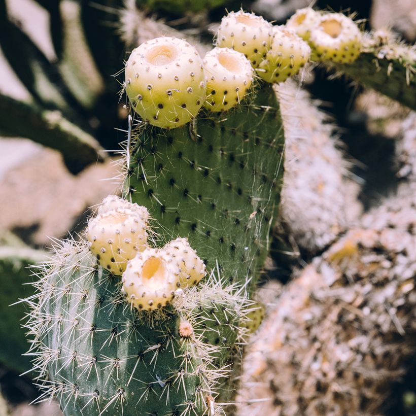 Opuntia bergeriana - Schijfcactus (Oogst)
