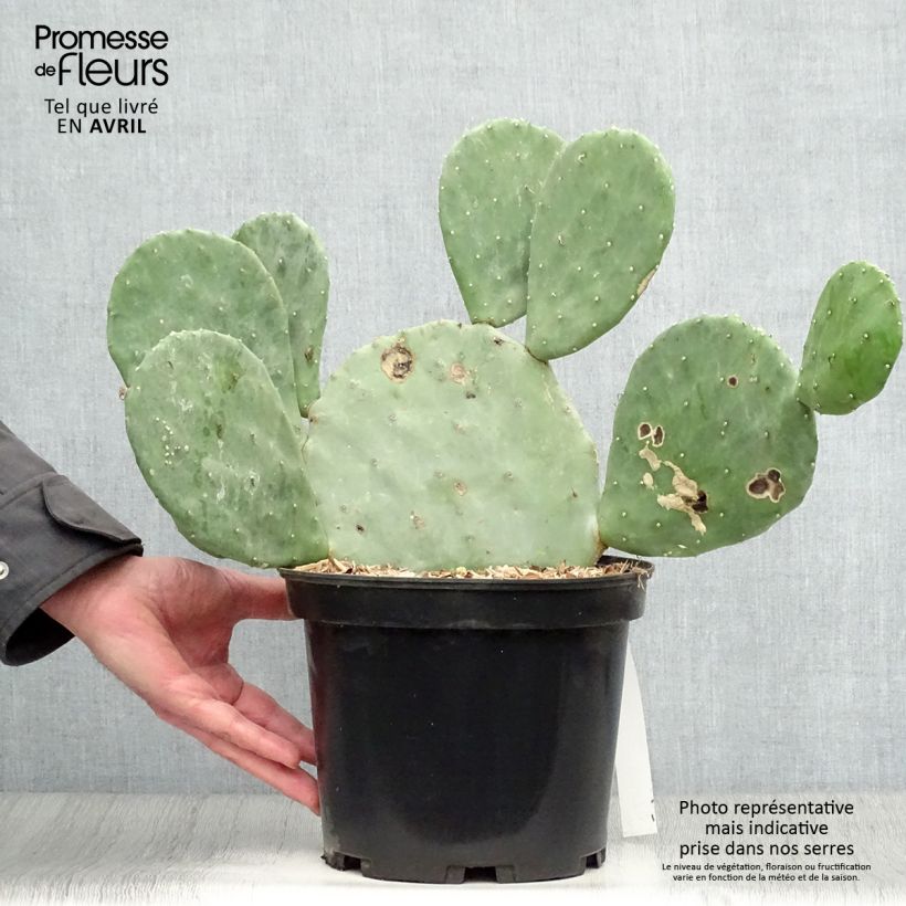 Exemplaar van Opuntia cacanapa Ellisiana - Schijfcactus Pot van 4 l/5 l zoals geleverd in de lente