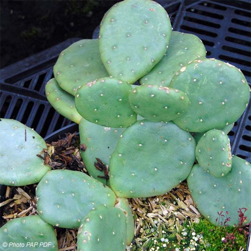 Opuntia compressa Millevaches - Schijfcactus (Groeiplaats)