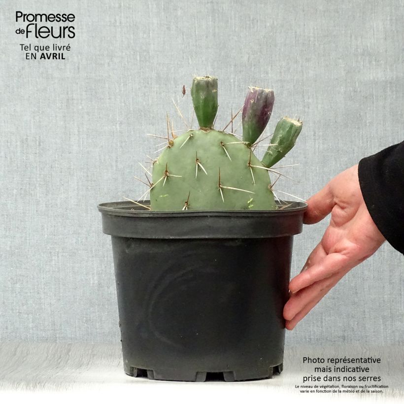 Exemplaar van Opuntia discata - Schijfcactus Pot van 4 l/5 l zoals geleverd in de lente