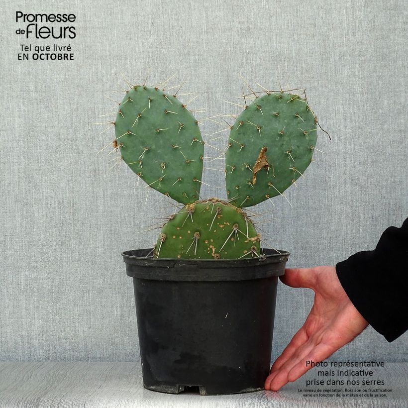 Exemplaar van Opuntia discata - Schijfcactus Pot van 4 l/5 l zoals geleverd in de herfst