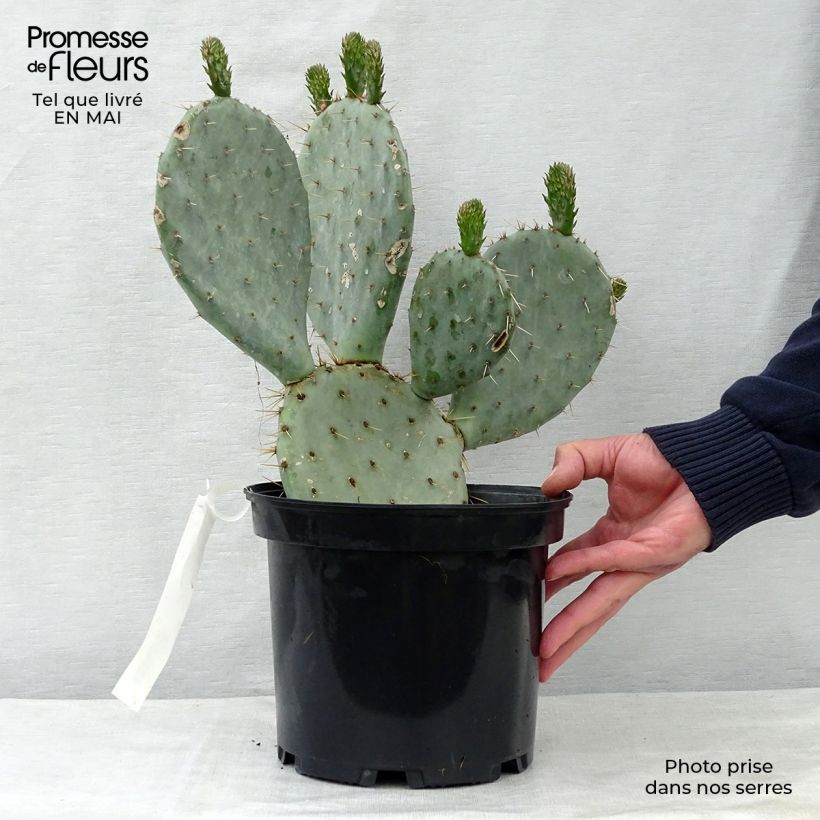Exemplaar van Opuntia dulcis - Schijfcactus Pot van 4 l/5 l zoals geleverd in de lente