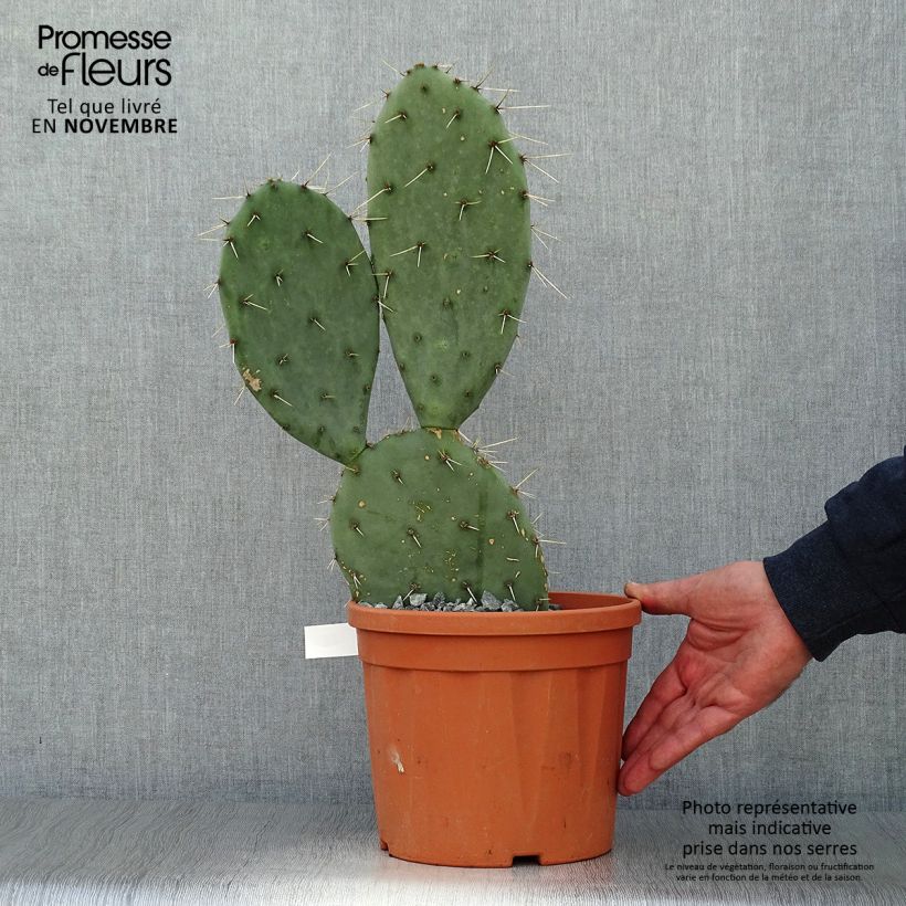 Exemplaar van Opuntia engelmannii Belen - Schijfcactus Pot van 4 l/5 l zoals geleverd in de herfst