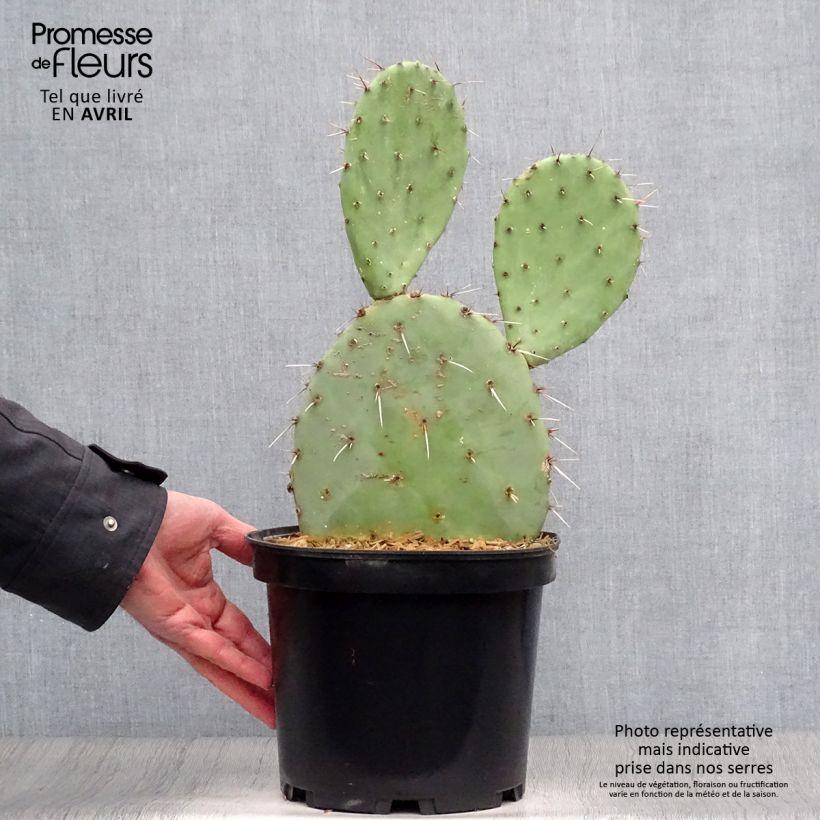 Exemplaar van Opuntia engelmannii - Schijfcactus Pot van 4 l/5 l zoals geleverd in de lente