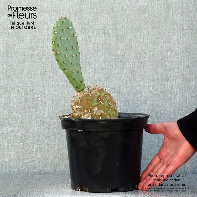 Exemplaar van Opuntia engelmannii - Schijfcactus Pot van 4 l/5 l zoals geleverd in de herfst