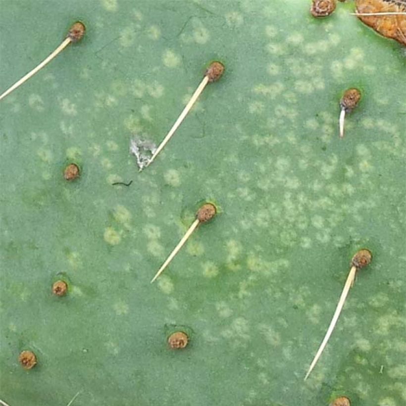 Opuntia engelmannii lindheimeri - Schijfcactus (Blad)