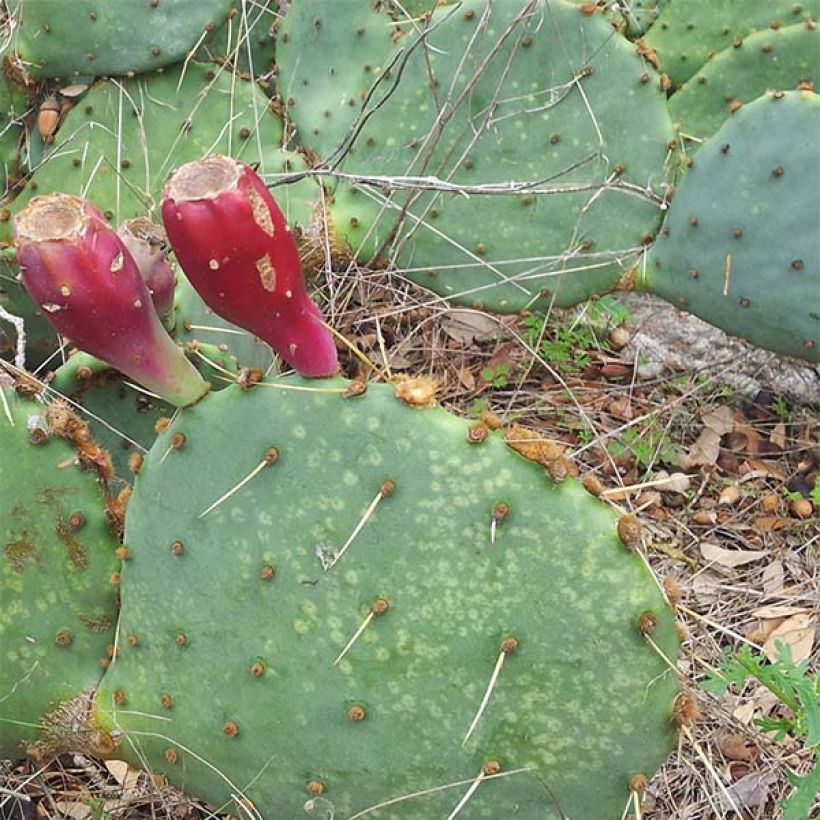 Opuntia engelmannii lindheimeri - Schijfcactus (Groeiplaats)