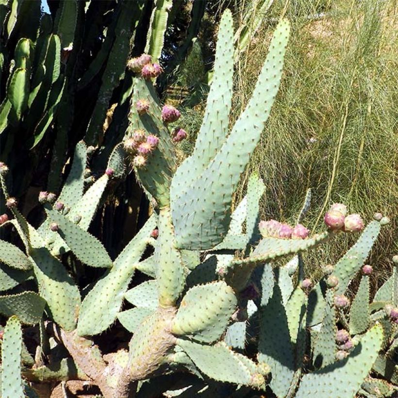 Opuntia engelmannii linguiformis - Schijfcactus (Groeiplaats)