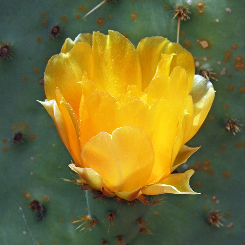 Opuntia engelmannii linguiformis - Schijfcactus (Bloei)