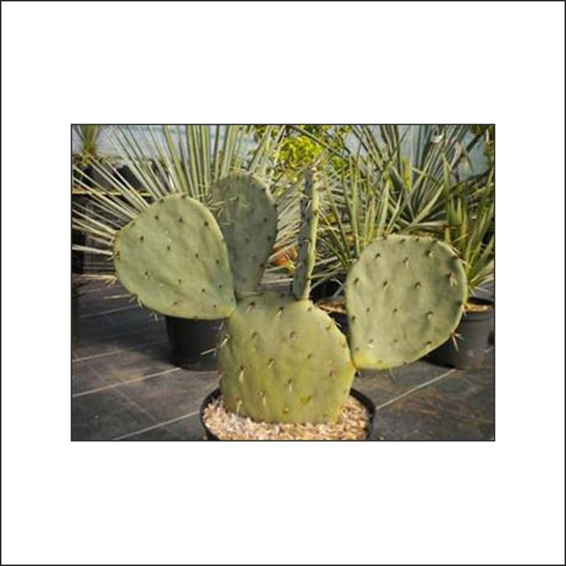 Opuntia gregoriana - Schijfcactus (Groeiplaats)