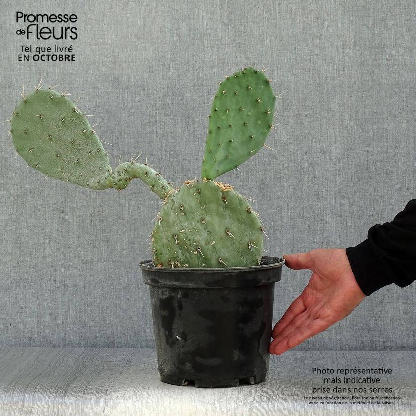 Exemplaar van Opuntia gregoriana - Schijfcactus Pot van 4 l/5 l zoals geleverd in de herfst