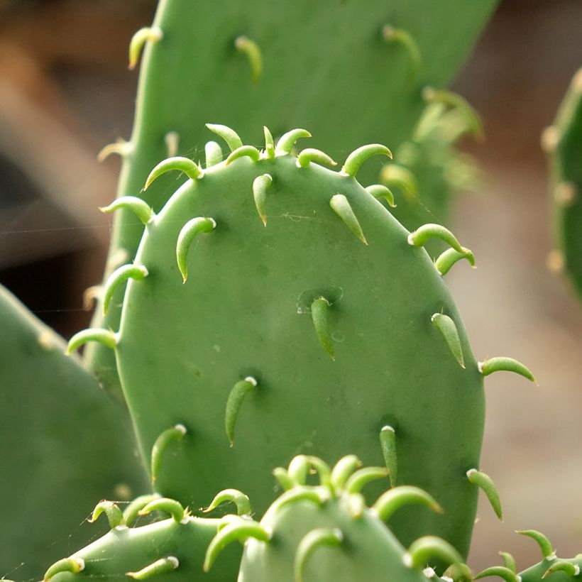 Opuntia laevis - Schijfcactus (Blad)