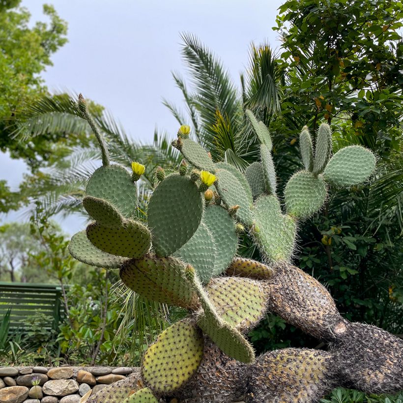 Opuntia leucotricha - Schijfcactus (Groeiplaats)