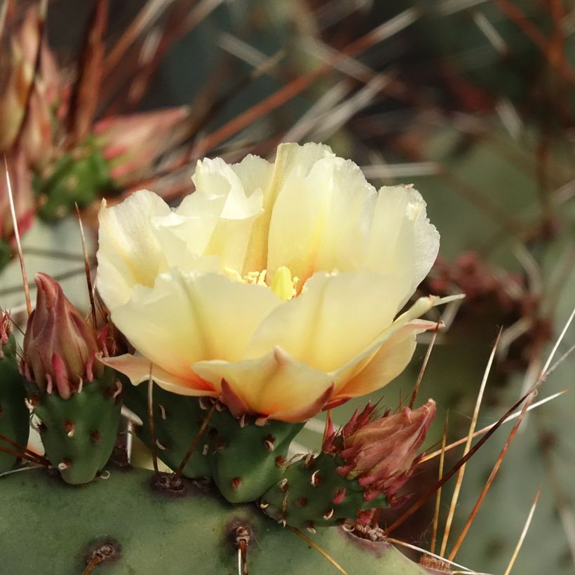 Opuntia macrocentra - Vijgcactus (Bloei)