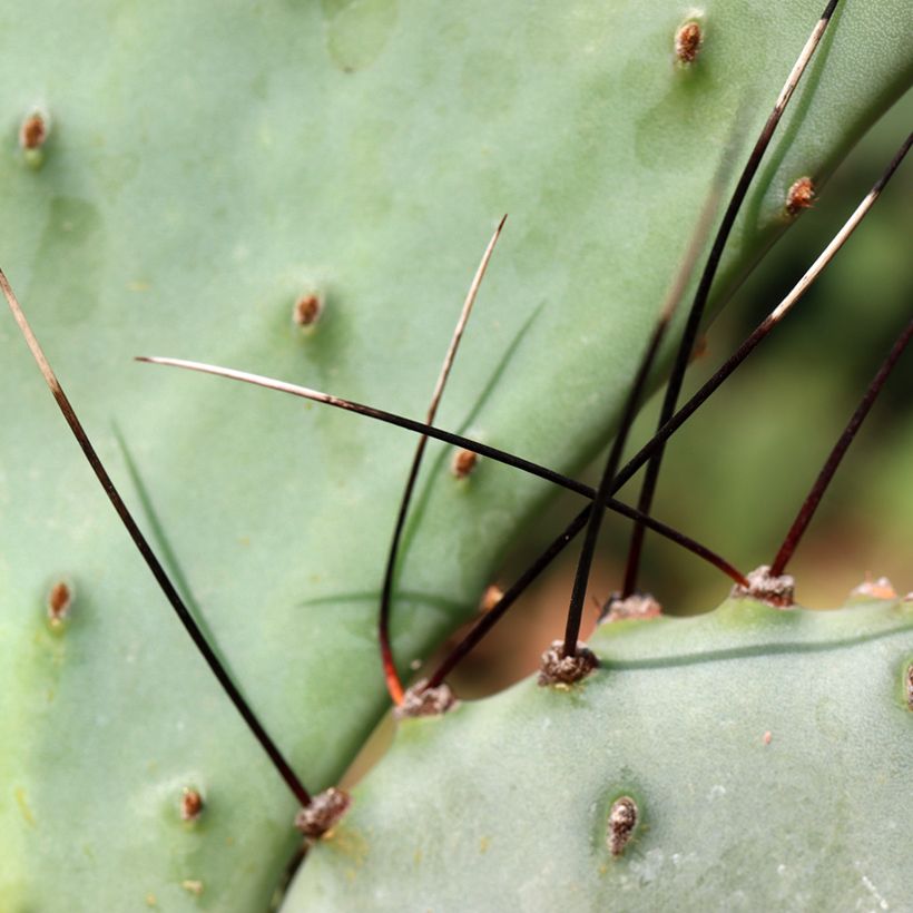 Opuntia macrocentra - Vijgcactus sleedoorn (Blad)