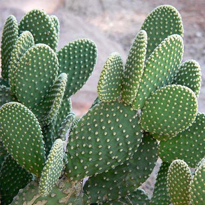 Opuntia microdasys - Konijnenoren (Blad)