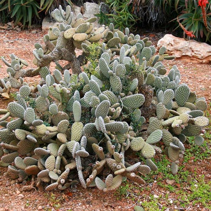 Opuntia microdasys - Konijnenoren (Groeiplaats)
